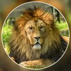 Lion HD Wallpaper icon