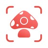 Picture Mushroom icon