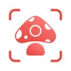 Icono de Picture Mushroom