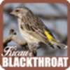 Kicau Blackthroat icon