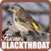 Kicau Blackthroat आइकन