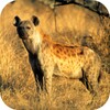 Hyena Sounds icon