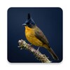 Icono de Black-crested bulbul sounds