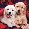 Biểu tượng Puppies Live Wallpaper