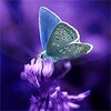 Butterflies Live Wallpaper icon
