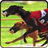 Greyhound Dog Racing 3D icon