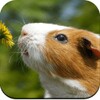 Guinea Pig Wallpaper HD icon