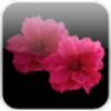 Red Sakura Live Wallpaper icon