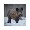 Wild Boar Sounds icon