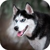 Husky dog Wallpaper HD Themes icon