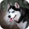 أيقونة Husky dog Wallpaper HD Themes