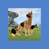 Clan of Dogs icon