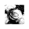 Roses Wallpaper icon