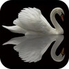 Swan Video Live Wallpaper icon
