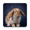 Rabbit and Bunny Sounds simgesi