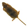 Mouse icon