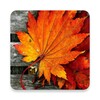 Icono de autumn background