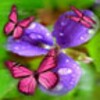 Flower and Butterflies icon