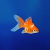 Goldfish 3D Relaxing Aquarium icon