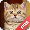 Cat sounds - play with cats icon