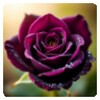 Icono de Purple_Rose_Wallpapers