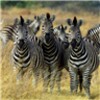 أيقونة Zebras Live Wallpaper