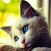 Cutest Cats Wallpaper icon