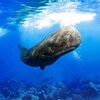Icono de The Sperm Whale