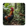Red Junglefowl and Bird Sounds icon