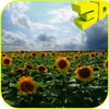 Sunflowers 3D Live Wallpaper icon