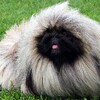 Pekingese Dogs Jigsaw Puzzles icon