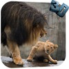 Lion. Live Wallpaper icon