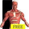 Visual Anatomy Free icon