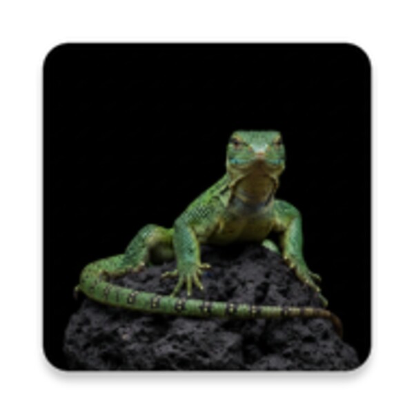 Lizard Sounds for Android - Download the APK from Uptodown