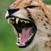 Cheetah Simulator icon