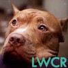 pitbull dog live wallpaper icon