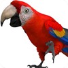 Talking Parrot 2 icon