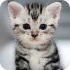 Cute Animals Wallpaper icon