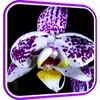 Orchid Video Live Wallpaper icon