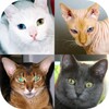 Cats Quiz Guess Popular Breeds icon