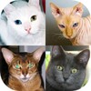 Cats Quiz Guess Popular Breedsアイコン