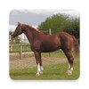 Icono de Horse Sounds