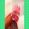 Rooster Sounds icon