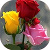 I love flowers live wallpapers icon