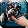 Dogs Underwater Live Wallpaper icon