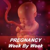 My week By Week Pregnancy App icon