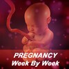 My week By Week Pregnancy App simgesi