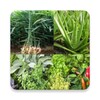 Icona di Plantes medicinales
