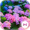 Hydrangea Forest icon