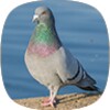 Appp.io - Pigeon Sounds icon